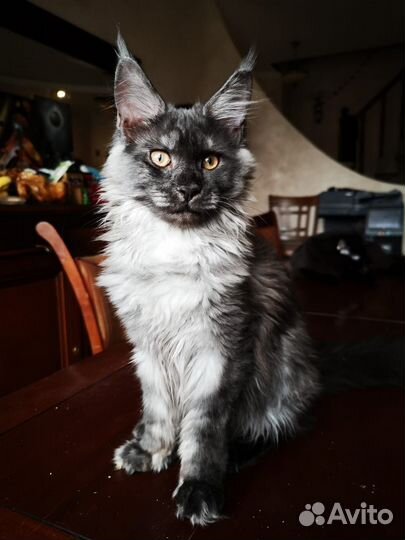 Котёнок мейн-кун 4 мес