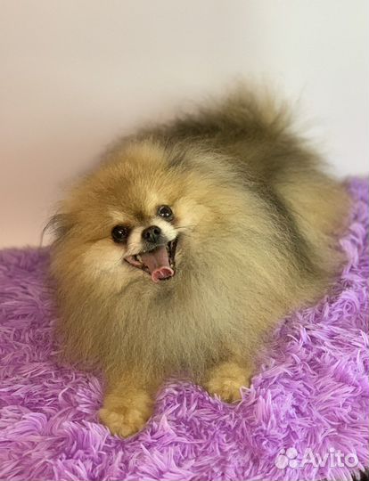 Померанский шпиц вязка