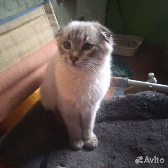 Кошка в дар бесплатно