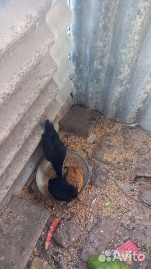 Цыплята трех месяцев