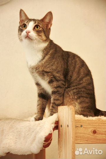 Мышка Малышка