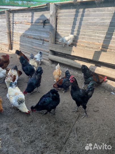 Молодые петушки