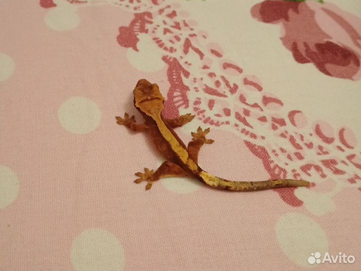 Реснитчатый бананоед