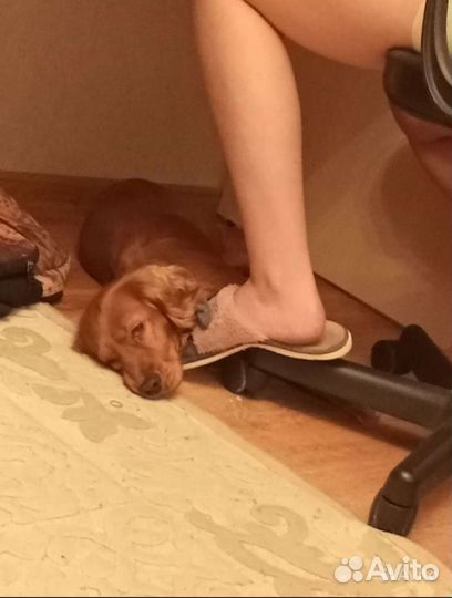 Передержка собак мелких и средних размеров