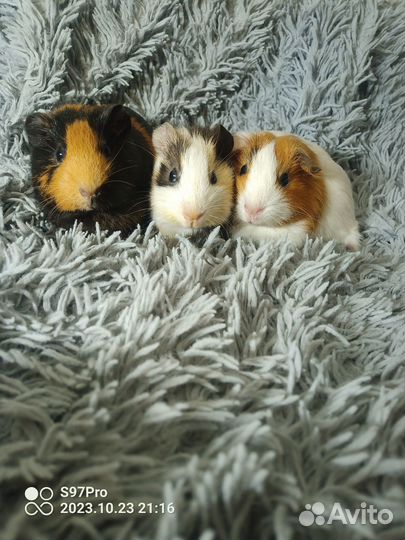 Морские свинки