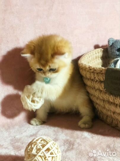 Котята золотая шиншилла