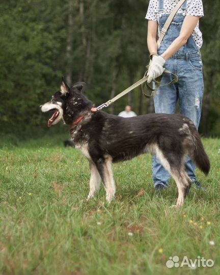 Обездоленная собака, в поисках семьи