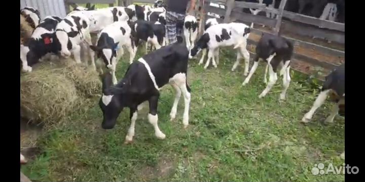 Породистые бычки