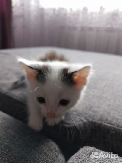 Котенок 1,5 месяца