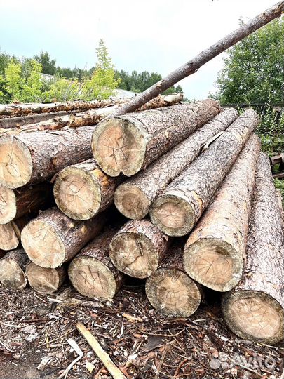 Лес сосна кругляк от 36диаметра