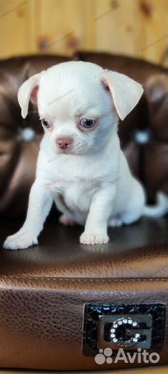 Мальчик чихуахуа кремового окраса