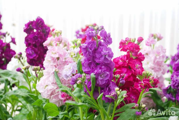 Левкой семена