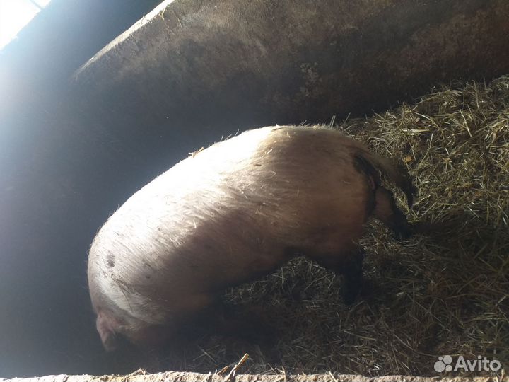 Хряк племянной