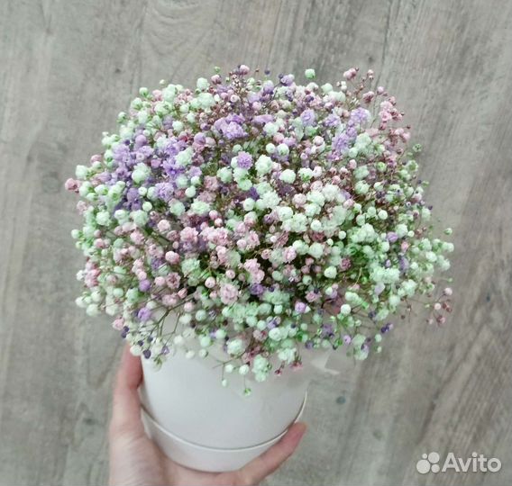 Цветы гипсофила