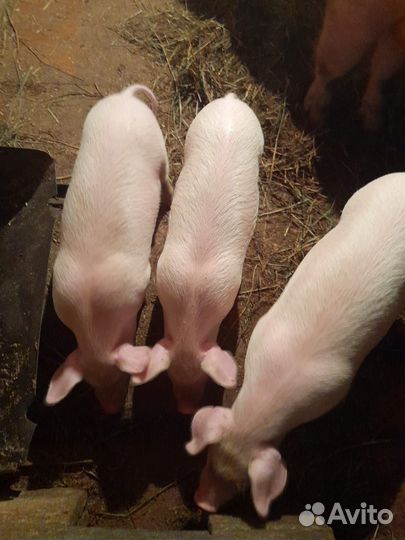 Поросята