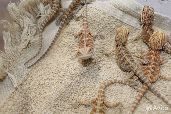 Малыши Бородатой агамы