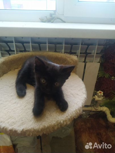 Кошки в добрые руки