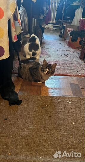 Котята белый и серый в добрые руки