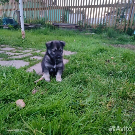 Собаки бесплатно в добрые руки щенки