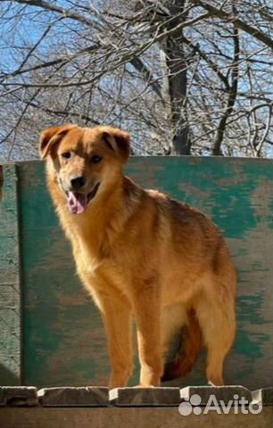 Щенки мальчики в добрые руки, 8 мес