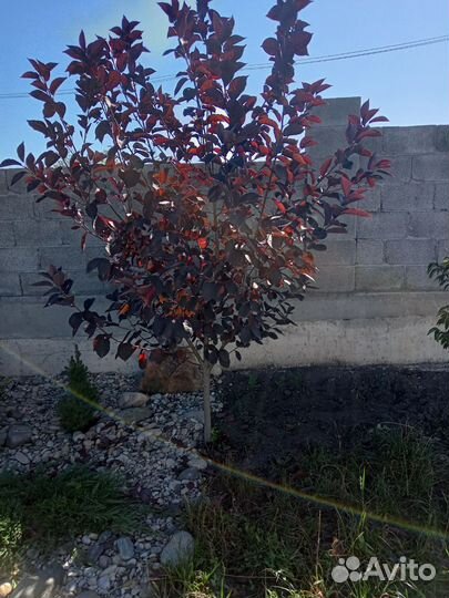 Краснолистная черемуха