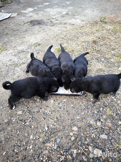 Немецкая овчарка