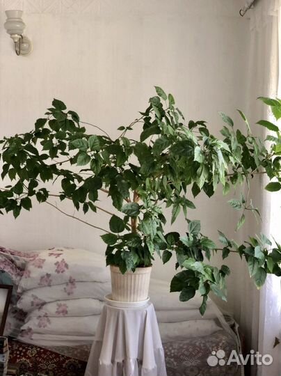 Китайская роза комнатная красная