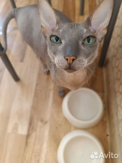 Кошка сфинкс в добрые руки