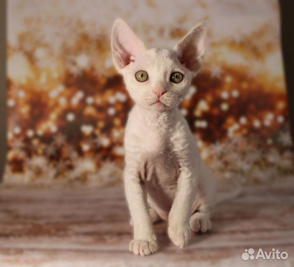 Котята девон-рекс