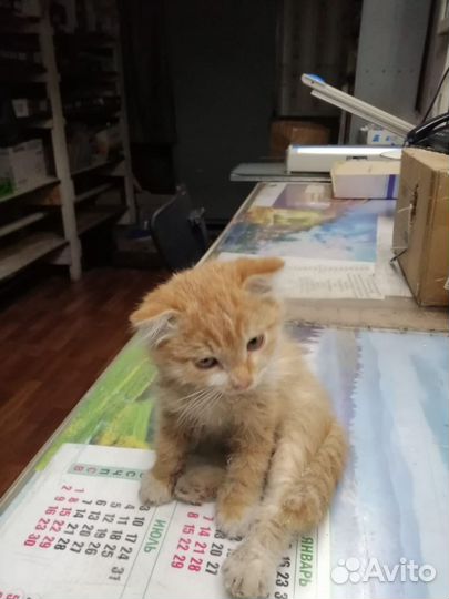 Отдам котят