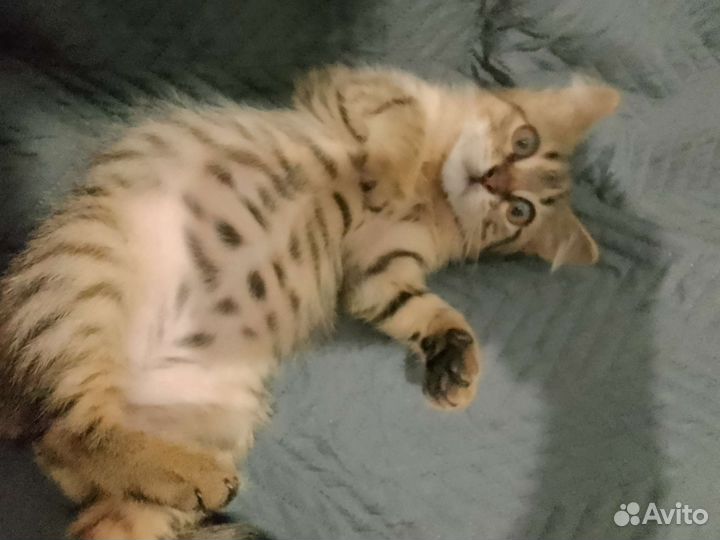 Котик в добрые руки