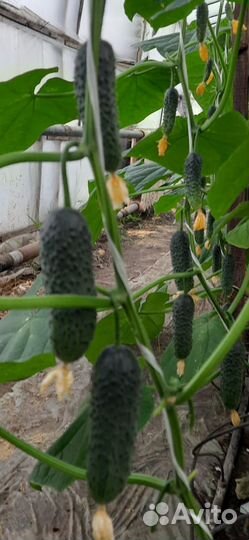 Огурцы,перец болгарский