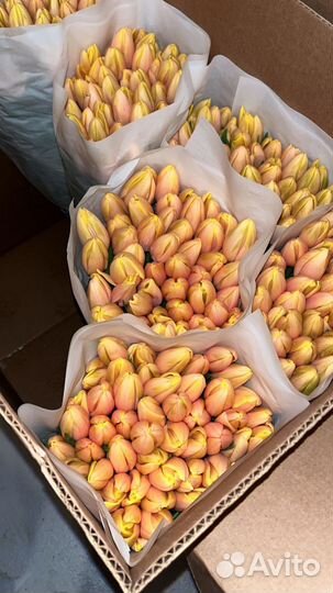 Тюльпаны с юга к 8 марта оптом