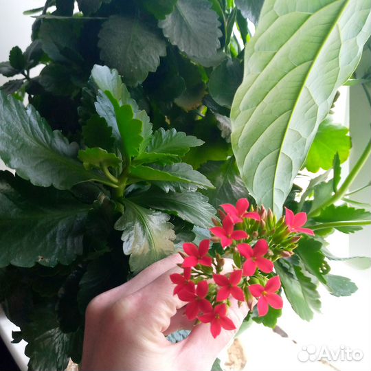 Каланхоэ красный