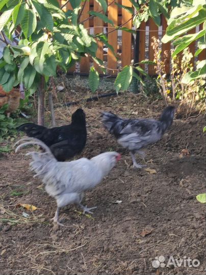 Петух амераукана