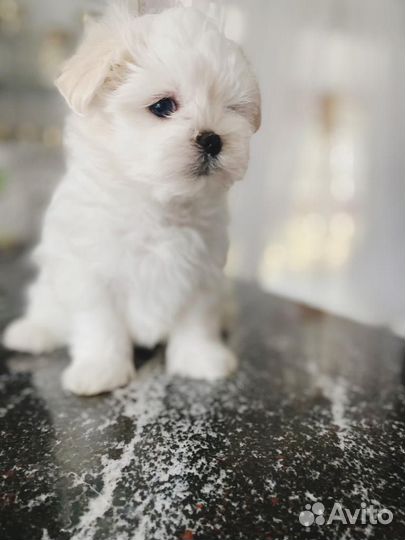 Щенок миник