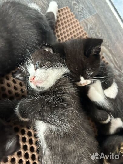 Вислоухие котята