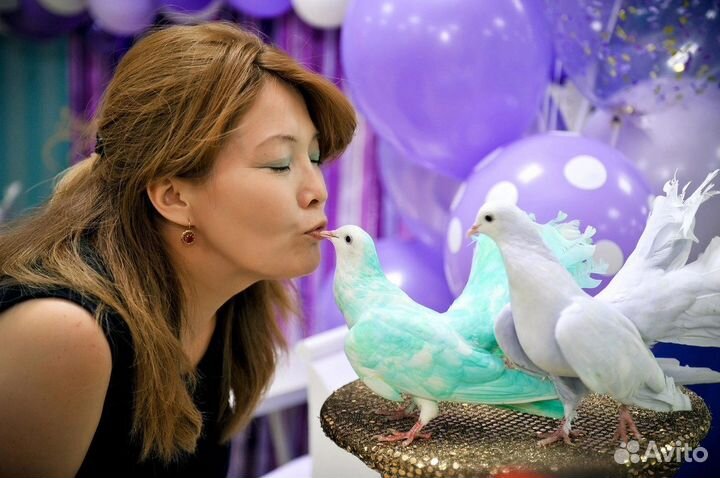 Цветные собачки и голуби на ваш праздник