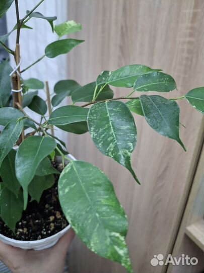 Фикус эльдорадо