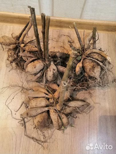 Корни георгин все за 500