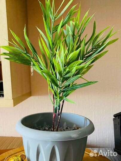 Зелень розмарин для декора интерьера