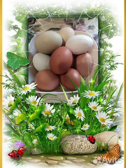 Домашние куриные яйца