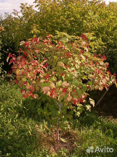 Калина красная