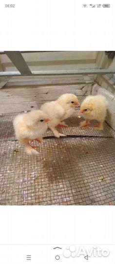 Цыплята