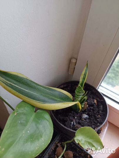Сансевиерия щучий хвост