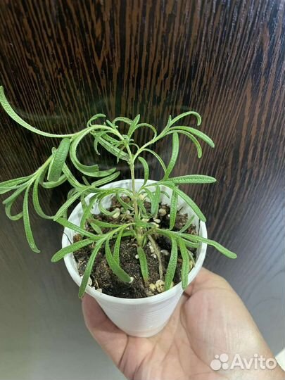 Педилантус