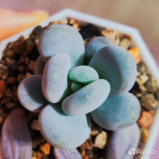 Суккуленты эхеверии пахифитум эониум