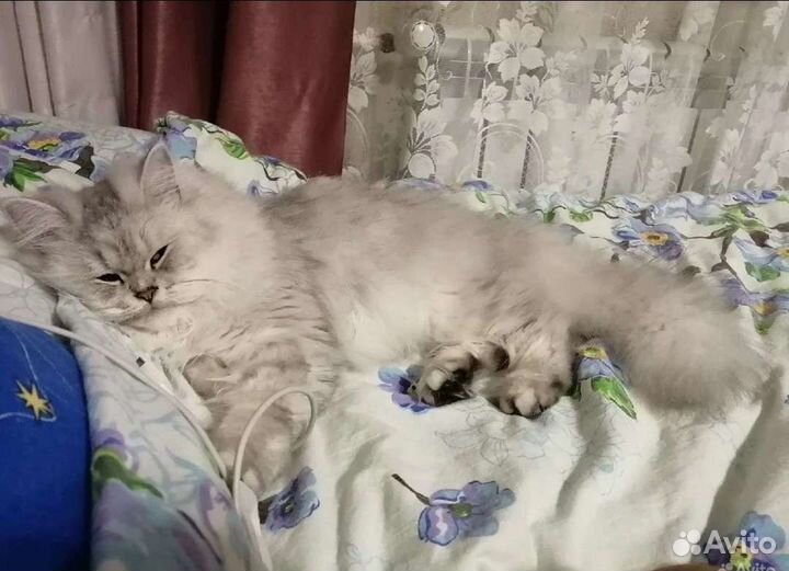 Персидская шиншилла