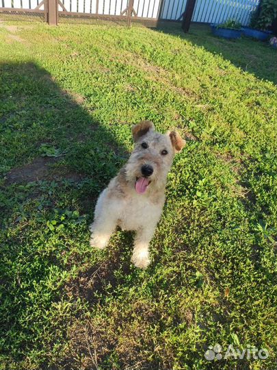 Вязка Фокстерьера