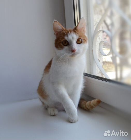 Кошка в добрые руки